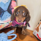 Lush Dachshund 02