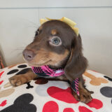 Lush Dachshund 03