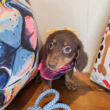 Lush Dachshund 04