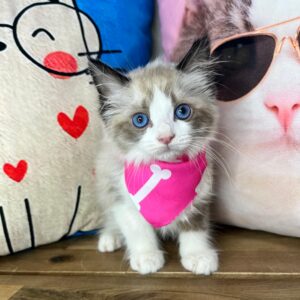 Lyra Ragdoll 01 Lyra Ragdoll 01