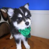 Macho Pomsky 03