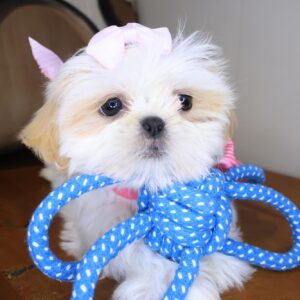 Martell Shih Tzu 01 Martell Shih Tzu 01