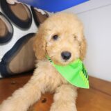 Meadow Cockapoo 01