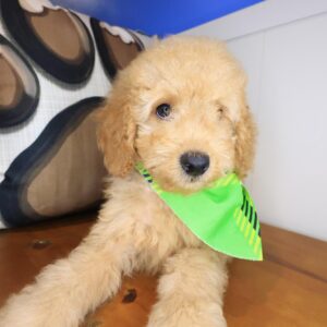 Meadow Cockapoo 01 Meadow Cockapoo 01