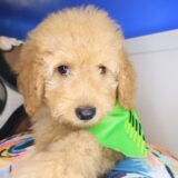 Meadow Cockapoo 04