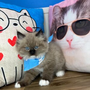Monty Ragdoll 01 Monty Ragdoll 01