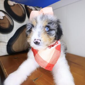 Nessie Aussiedoodle 01 Nessie Aussiedoodle 01