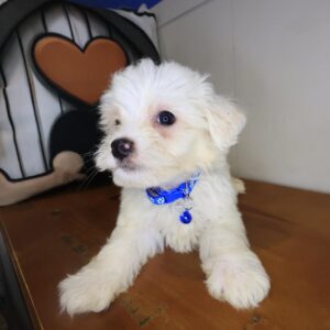 Percy Maltipoo 01