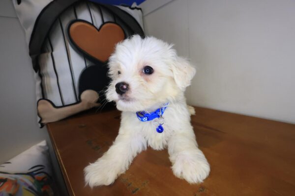 Percy Maltipoo 01