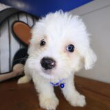 Percy Maltipoo 03