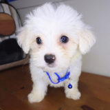 Percy Maltipoo 04