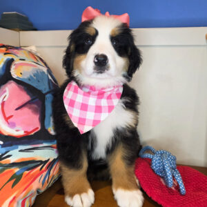 Pip Bernese Mountain 01 Pip Bernese Mountain 01