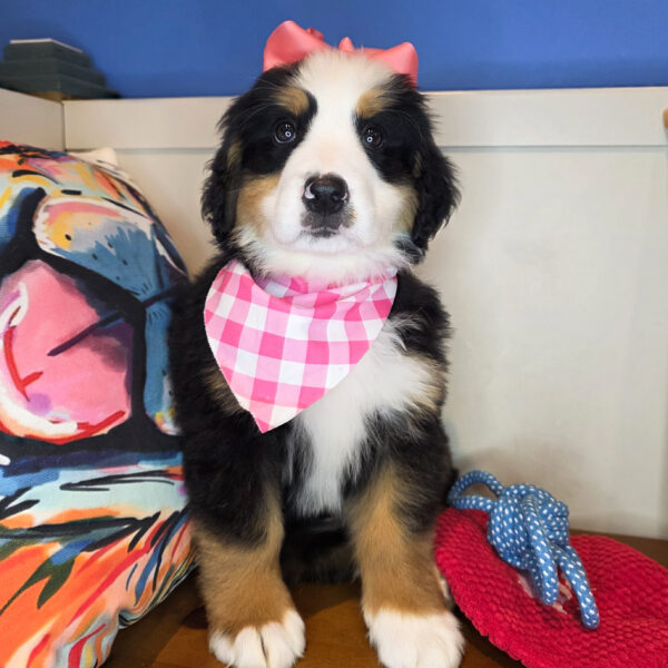 Pip Bernese Mountain 01