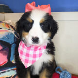 Pip Bernese Mountain 02