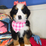 Pip Bernese Mountain 03