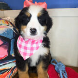 Pip Bernese Mountain 04
