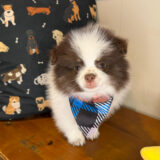 Raffaello Pomeranian 01