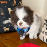 Raffaello Pomeranian 02