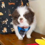 Raffaello Pomeranian 03