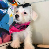 Rebel Maltipoo 01