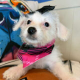 Rebel Maltipoo 02