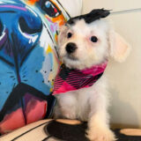 Rebel Maltipoo 03