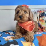 Rip Goldendoodle 01
