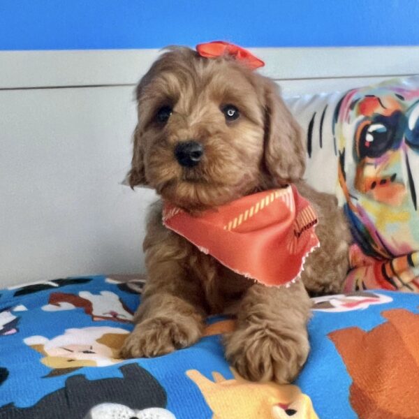 Rip Goldendoodle 01