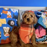 Rip Goldendoodle 03