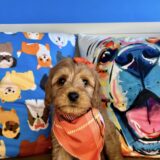 Rip Goldendoodle 04