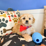 Roscoe Peekapoo 03