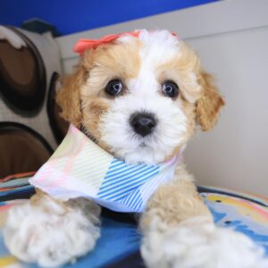 Rothwell Maltipoo 01 Rothwell Maltipoo 01