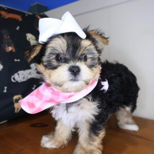 Sizzle Morkie 01 Sizzle Morkie 01