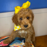 Smidge Goldendoodle 01