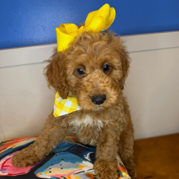 Smidge Goldendoodle 01