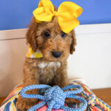 Smidge Goldendoodle 03