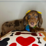 Stella Dachshund 01