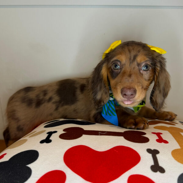Stella Dachshund 01