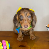 Stella Dachshund 02