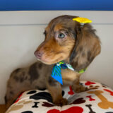 Stella Dachshund 03