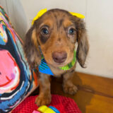 Stella Dachshund 04