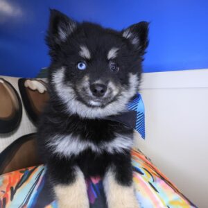 Storm Pomsky 01 Storm Pomsky 01