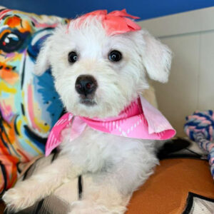 Sweetie Maltipoo 01