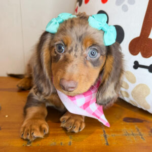Talim Dachshund 01 Talim Dachshund 01