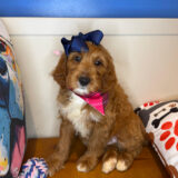 Tanny Goldendoodle 02