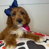 Tanny Goldendoodle 03