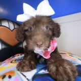 Tara Labradoodle 01