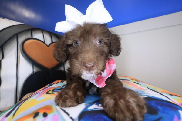 Tara Labradoodle 01