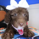 Tara Labradoodle 02