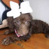 Tara Labradoodle 03